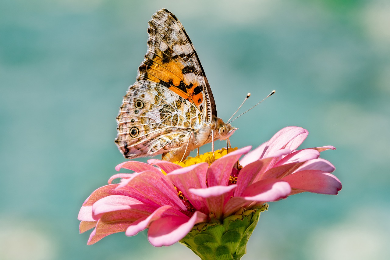 butterfly, insect, flower-4392735.jpg